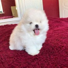 Tiny Teacup White Pomeranians!:Call or Text (709)-500-6186 or ( mispaastro@gmail.com )