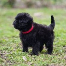 Top Quality Affenpinschers Pups :Call or Text (709)-500-6186 or ( mispaastro@gmail.com ).