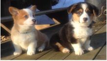 Welsh Corgi Puppies for Sale