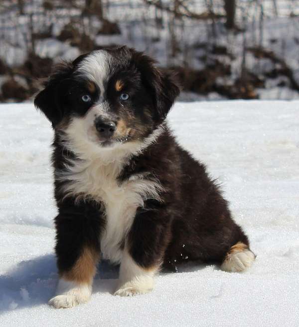 Adidas - Black Tri Australian Shepherd Pups ~ Champion Parents!:Call or Text (709)-500-6186 Image eClassifieds4u