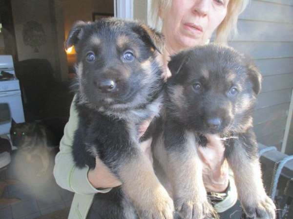 Adorable AKC German Shepherd Puppies :Call or Text (709)-500-6186 or ( mispaastro@gmail.com ) Image eClassifieds4u
