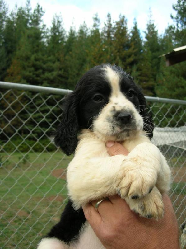 Adorable English Springer Spaniel Puppies :Call or Text (709)-500-6186 or ( mispaastro@gmail.com ) Image eClassifieds4u