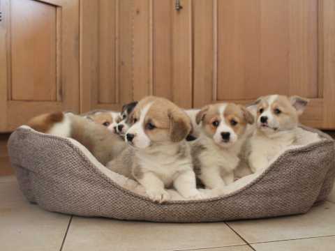 Beautiful Pembrokeshire Corgi Puppies Email at [ddanila717@gmail.com] Image eClassifieds4u
