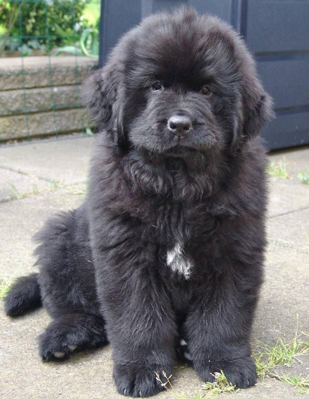 Black And White Newfoundland Puppies Ready Now :Call or Text (709)-500-6186 Image eClassifieds4u