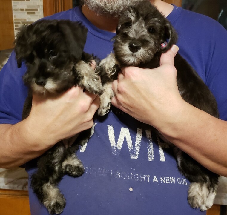 CKC Miniature Schnauzer babies!:Call or Text (709)-500-6186 or ( mispaastro@gmail.com ) Image eClassifieds4u