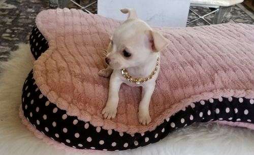 Cream and White Short Coat Chihuahua:Call or Text (709)-500-6186 or ( mispaastro@gmail.com ) Image eClassifieds4u
