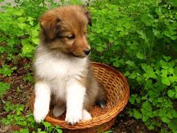 Excelent Shetland Sheepdog Puppies Ready Now :Call or Text (709)-500-6186 or ( mispaastro@gmail.com Image eClassifieds4u