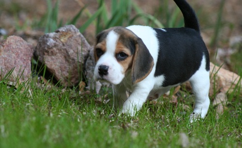 Excellent beagle Puppies For A Good Homes Image eClassifieds4u