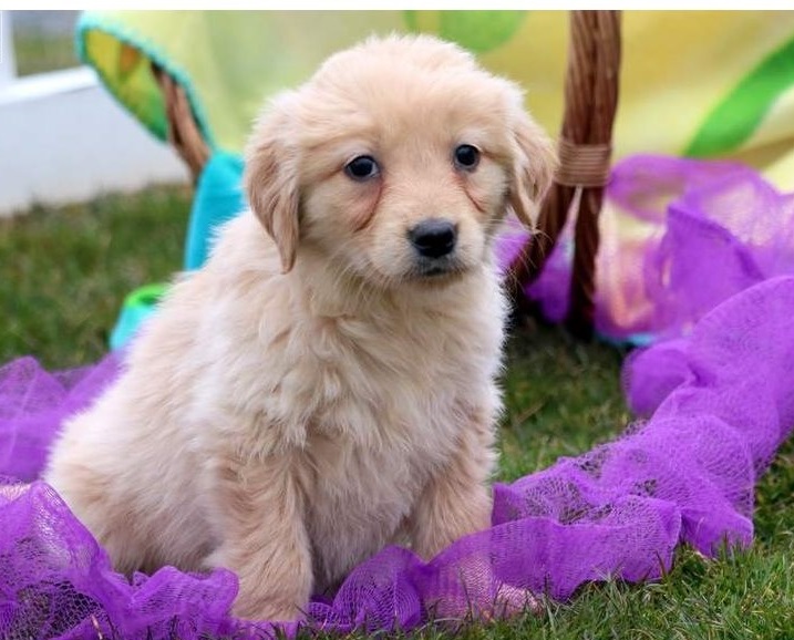 Excellent golden rottweiler Puppies For A Good Homes Image eClassifieds4u