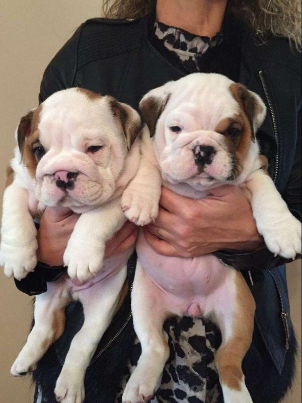 Gold Health English Bulldog Pups Ck.C Reg:Call or Text (709)-500-6186 or ( mispaastro@gmail.com ) Image eClassifieds4u