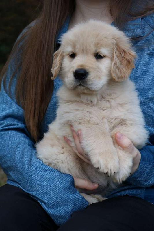 KC American Golden Retriever Puppies :Call or Text (709)-500-6186 or ( mispaastro@gmail.com ) Image eClassifieds4u