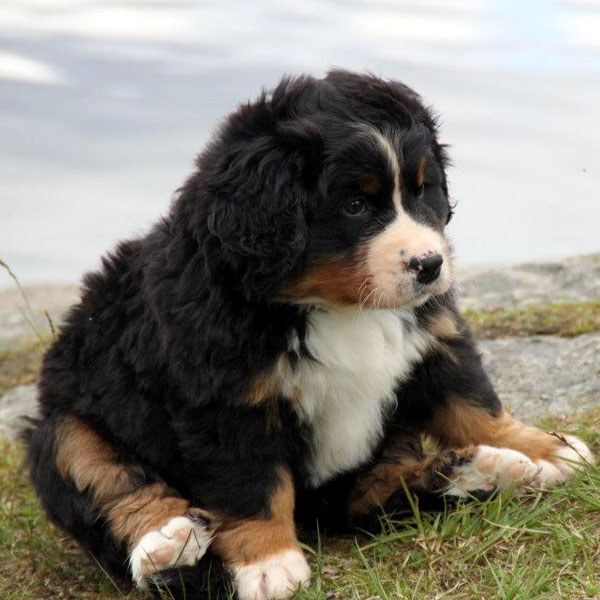 Lovely Train Bernese Mountain Dog Puppies :Call or Text (709)-500-6186 or ( mispaastro@gmail.com ) Image eClassifieds4u