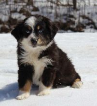 Adidas - Black Tri Australian Shepherd Pups ~ Champion Parents!:Call or Text (709)-500-6186 Image eClassifieds4U
