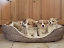 Beautiful Pembrokeshire Corgi Puppies Email at [ddanila717@gmail.com] Image eClassifieds4U