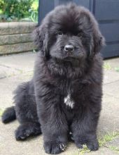 Black And White Newfoundland Puppies Ready Now :Call or Text (709)-500-6186 Image eClassifieds4U