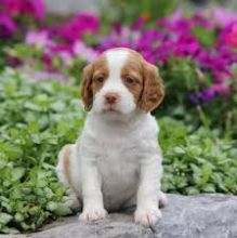 Brittany Spaniel Puppies:Call or Text (709)-500-6186 or ( mispaastro@gmail.com ) Image eClassifieds4U