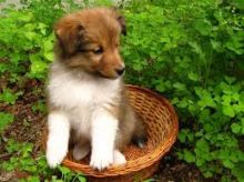 Excelent Shetland Sheepdog Puppies Ready Now :Call or Text (709)-500-6186 or ( mispaastro@gmail.com Image eClassifieds4U