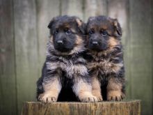 Excellent German Shepard Puppies For A Good Homes Image eClassifieds4U