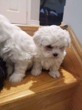 Extra Cute and Quality Maltese Puppies Now Ready:Call or Text (709)-500-6186 Image eClassifieds4U