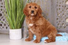 Owen - Awesome Golden Doodle :Call or Text (709)-500-6186 or ( mispaastro@gmail.com ) Image eClassifieds4U