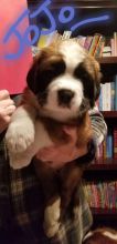 Saint Bernard Puppies :Call or Text (709)-500-6186 or ( mispaastro@gmail.com ) Image eClassifieds4U