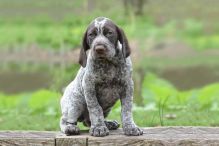 Sturnning German Short Haired Pointer:Call or Text (709)-500-6186 or ( mispaastro@gmail.com ) Image eClassifieds4U