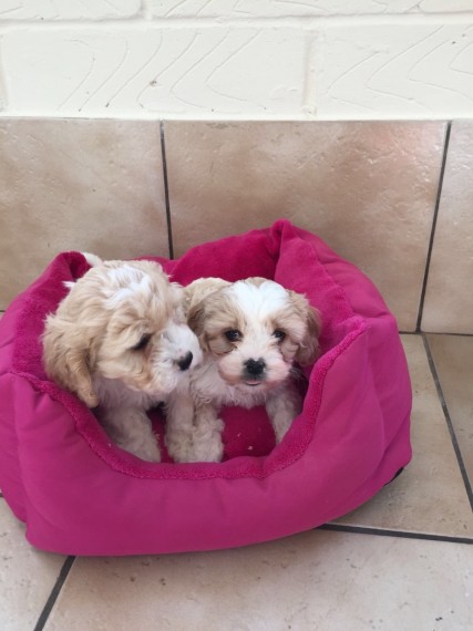 male and female cavachon Puppies For A Good Homes Image eClassifieds4u