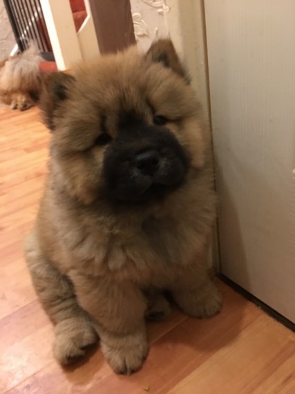 male and female Chow Chow Puppies For A Good Homes Image eClassifieds4u
