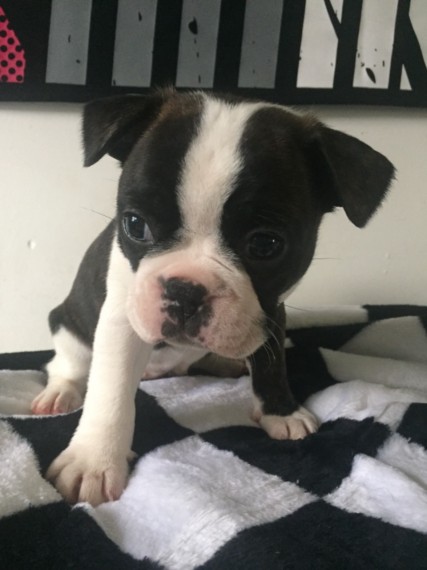 Male and female French Bulldog Puppies For A Good Homes Image eClassifieds4u