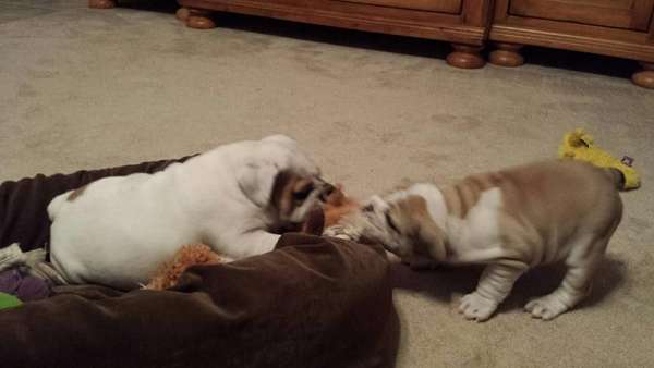 Potty Trained Cute English Bulldog Puppies Available:Call or Text (709)-500-6186 Image eClassifieds4u