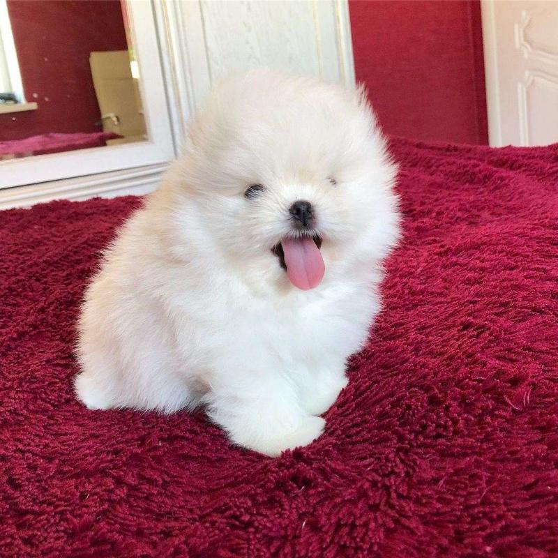 Tiny Teacup White Pomeranians!:Call or Text (709)-500-6186 or ( mispaastro@gmail.com ) Image eClassifieds4u