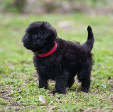 Top Quality Affenpinschers Pups :Call or Text (709)-500-6186 or ( mispaastro@gmail.com ). Image eClassifieds4u