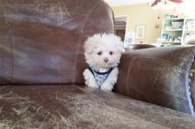 2Ready to Go Maltese puppies ✿ Email us ✔jensenmowbray@gmail.com ✔651-998-9418