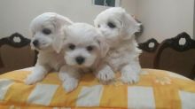 3 Bichon Maltese puppies available✿ Email us ✔jensenmowbray@gmail.com ✔651-998-9418