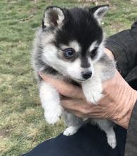 Adorable alaskan klee kai Black And White Puppies :Call or Text (709)-500-6186