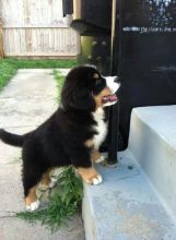 Adorable Bernese Mountain Dog Puppies For Sale:Call or Text (709)-500-6186 or ( mispaastro@gmail.co