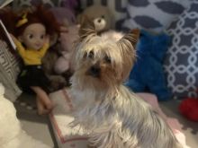 Adult Well Trained Yorkie for Adoption