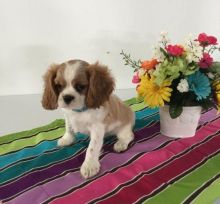 Beautiful Cavalier King Charles Spaniel Puppies (CKC Registration)
