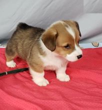 Beautiful Corgi Puppies (CKC Registration)