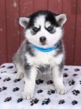 Beautiful Pomsky Puppies (CKC Registration)