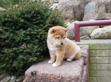 Beautiful Shiba Inu Puppies (CKC Registration)