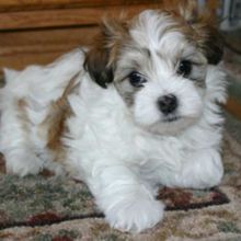 Charming Male And Female Havanese Puppies :Call or Text (709)-500-6186 or ( mispaastro@gmail.com )