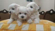 CUTE Maltese pup ✿ Email us ✔jensenmowbray@gmail.com ✔651-998-9418