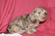 Exceptional Dachshund Pups to Approved Homes ONLY!