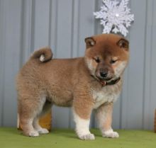 Exceptional Shiba Inu Pups to Approved Homes ONLY!