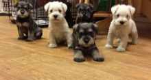 Family Trained Miniature Schnauzer Puppies For Sale :Call or Text (709)-500-6186