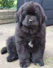 Home Trained Newfoundland Puppies Ready For Great Home :Call or Text (709)-500-6186