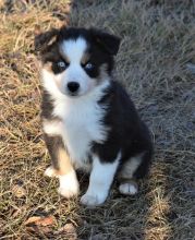 Miniature Australian Shepherd puppies looking for forever homes.:Call or Text (709)-500-6186