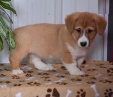 Only 2 left! Adorable Corgi Puppies!