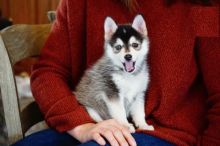 Only 2 left! Adorable Pomsky Puppies!